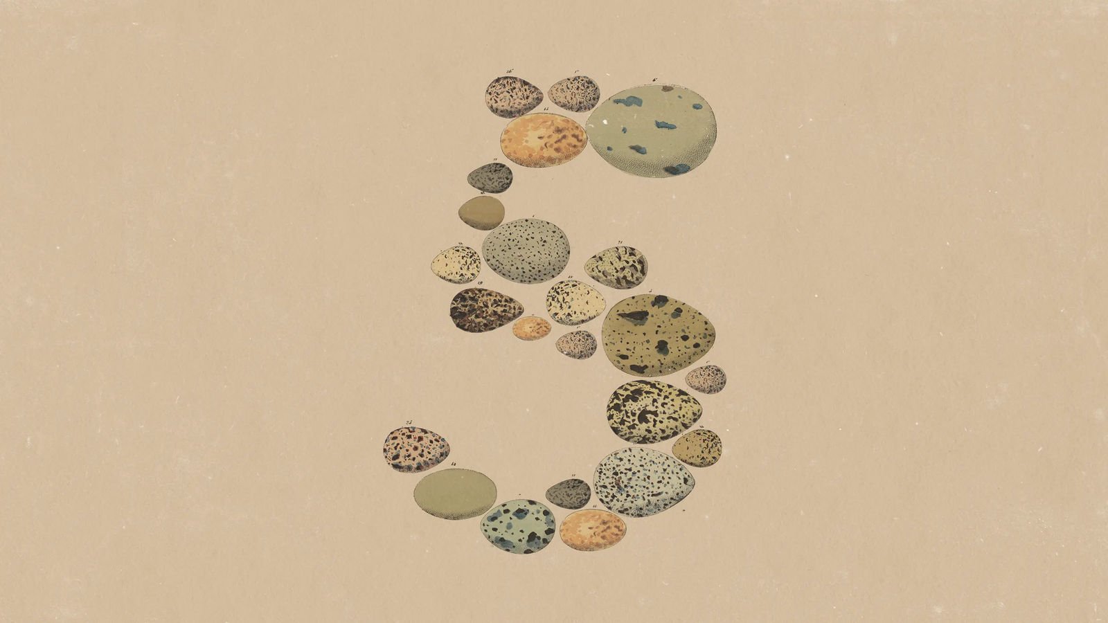 Ilustração antiga de ovos de aves numerados, com tamanhos, cores e manchas variadas, dispostos em espiral sobre fundo bege